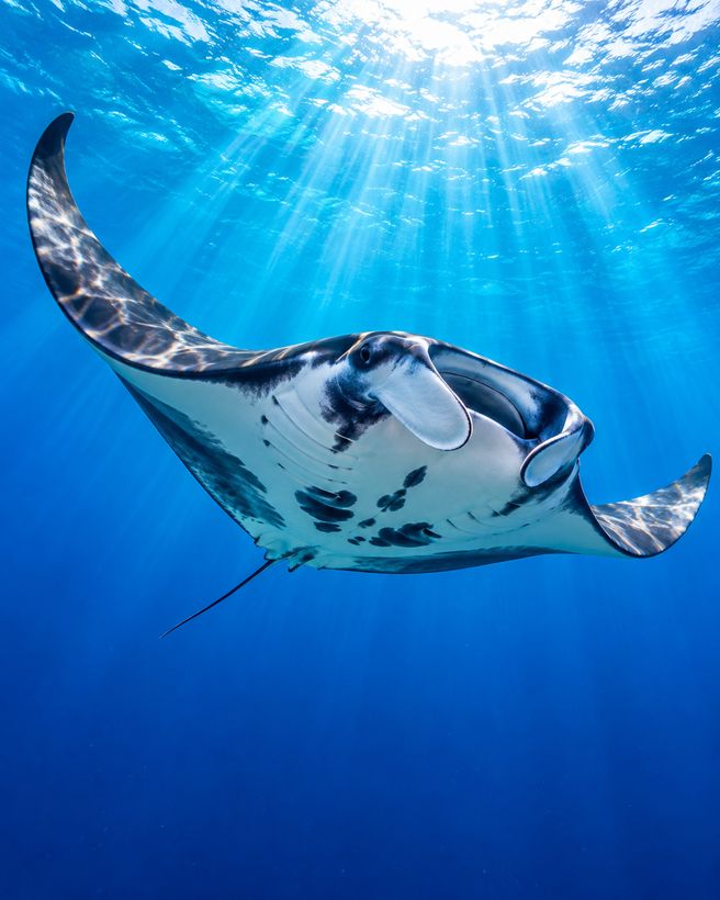 Komodo Fun Dive: 3 Tauchgänge an einem Tag, kleine Gruppe