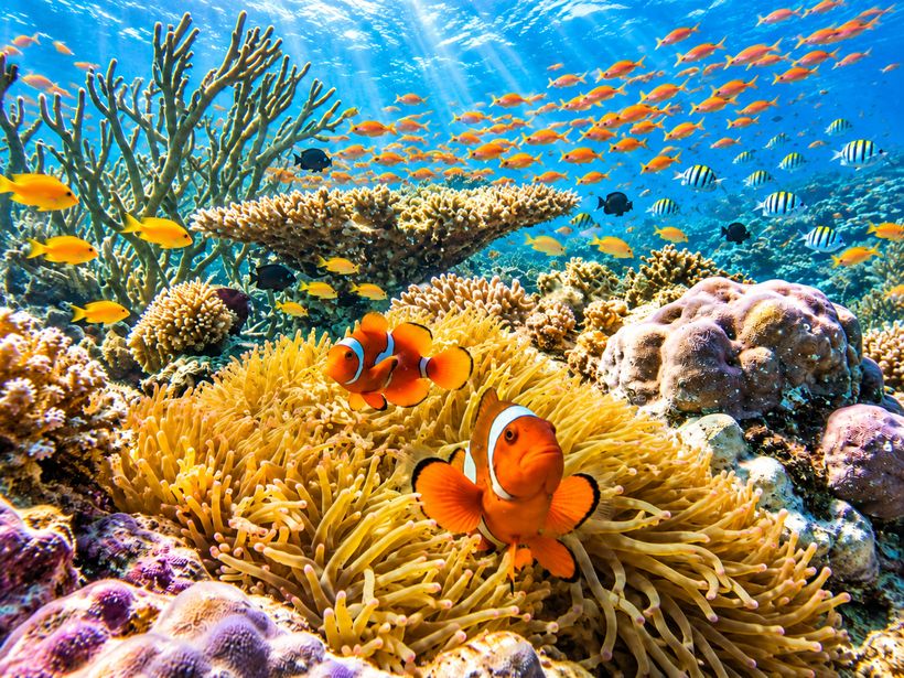 Komodo Fun Dive: 3 Tauchgänge an einem Tag, kleine Gruppe