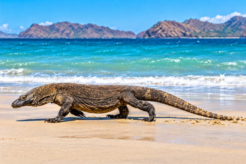 Labuan Bajo: Komodo-Tagesausflug mit Drohne, GoPro & Schnorcheln
