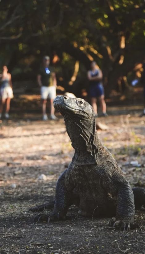 Komodo dragon with our guests on Komodo Island