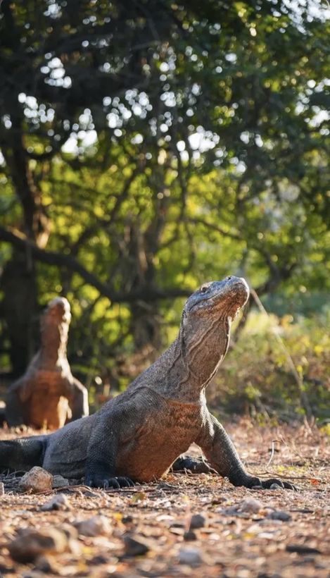 Komodo Day Trip 6 Stops with Dragon Guarantee