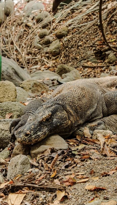 Komodo Day Trip 6 Stops with Dragon Guarantee