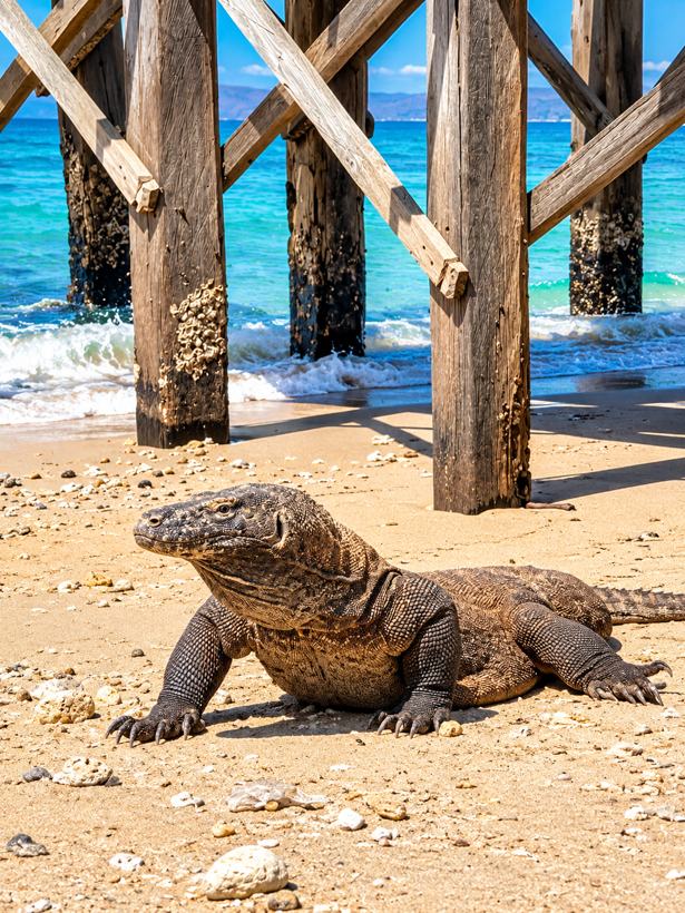Komodo-Tagesausflug mit 8 Stopps und Sonnenuntergangsfahrt, Schnellboot + Holzboot
